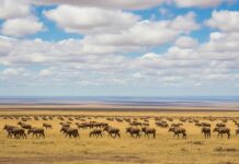 Kenya: The Ultimate Safari Destination 🇰🇪